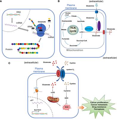 The role of glutamate receptors in the regulation of the tumor microenvironment